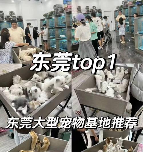博美犬的价格和购买经验（市场行情分析和我购买的经历）