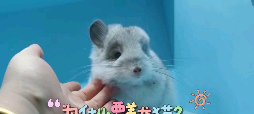 如何养宠物龙猫？（探索龙猫的魅力与养育技巧）