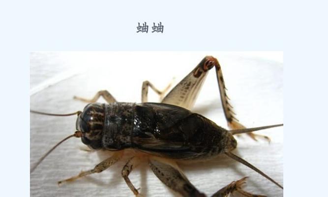 蟋蟀鸣叫之谜（揭秘蟋蟀鸣叫的原因及其生态意义）