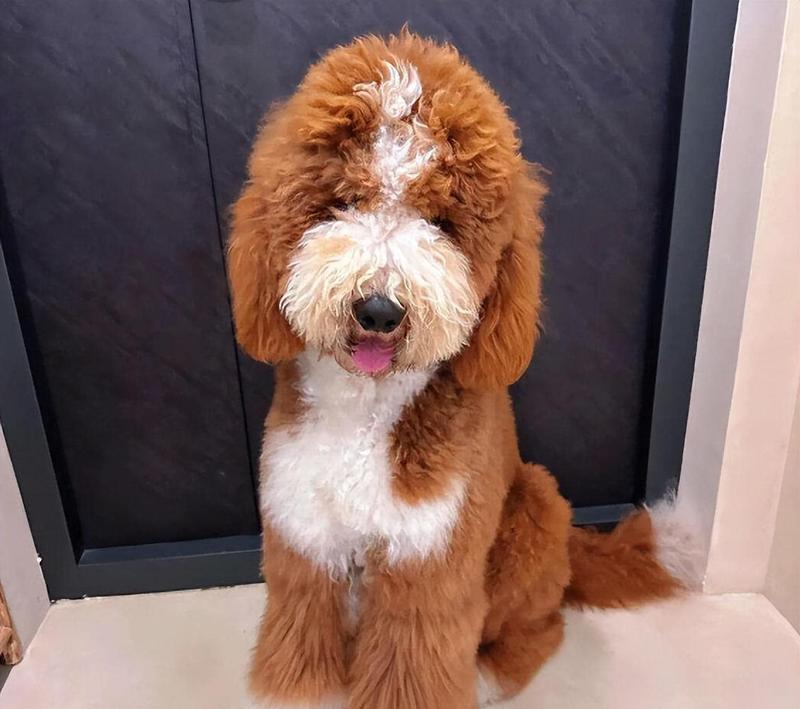 土豪才能养得起的天价狗狗（探秘高端犬种，奢华养宠新趋势）