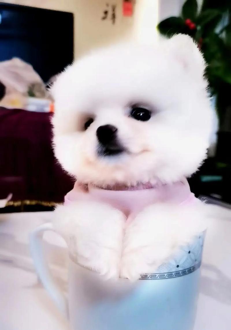 茶杯犬（5万一只的茶杯犬引发的狂热，看清一个社会现象）