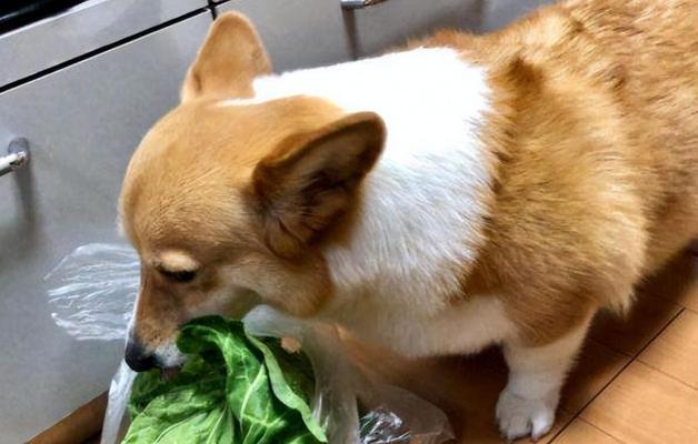幼犬喂食频率及时期管理（了解幼犬喂食的正确频率与时期）
