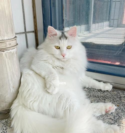 狮子猫与布偶猫的区别（探索两种猫咪的性格、外貌和养护要求，帮助你做出明智的选择）
