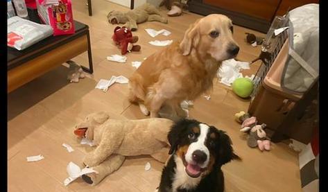 如何挑选最厉害的哈士奇幼犬？（教你从一窝小狗中找到最优秀的哈士奇宝宝）