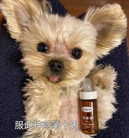 解决约克夏泪痕问题的终极指南（眼疾治疗与定期修剪眼毛，让你的约克夏重拾明亮双眸）
