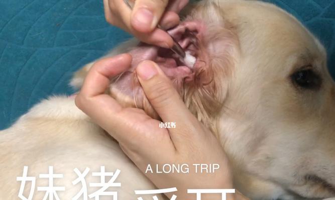 狗狗耳道清洁的重要性（细说狗狗耳朵的健康护理，关注你的毛茸伙伴）