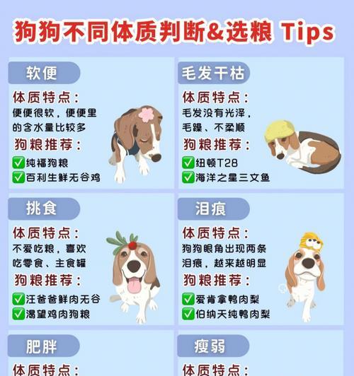 探究常见狗狗的价格（了解6种常见狗狗的价格和特点，选择适合自己的宠物伙伴。）