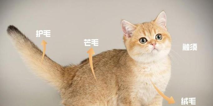 猫咪耳后、额头掉毛的原因及解决方法（揭秘猫咪耳后、额头掉毛的真相与应对之道）