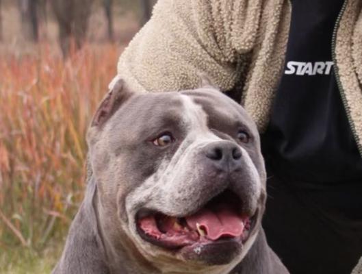了解美国恶霸犬（千万别养！揭秘美国恶霸犬的可怕之处）
