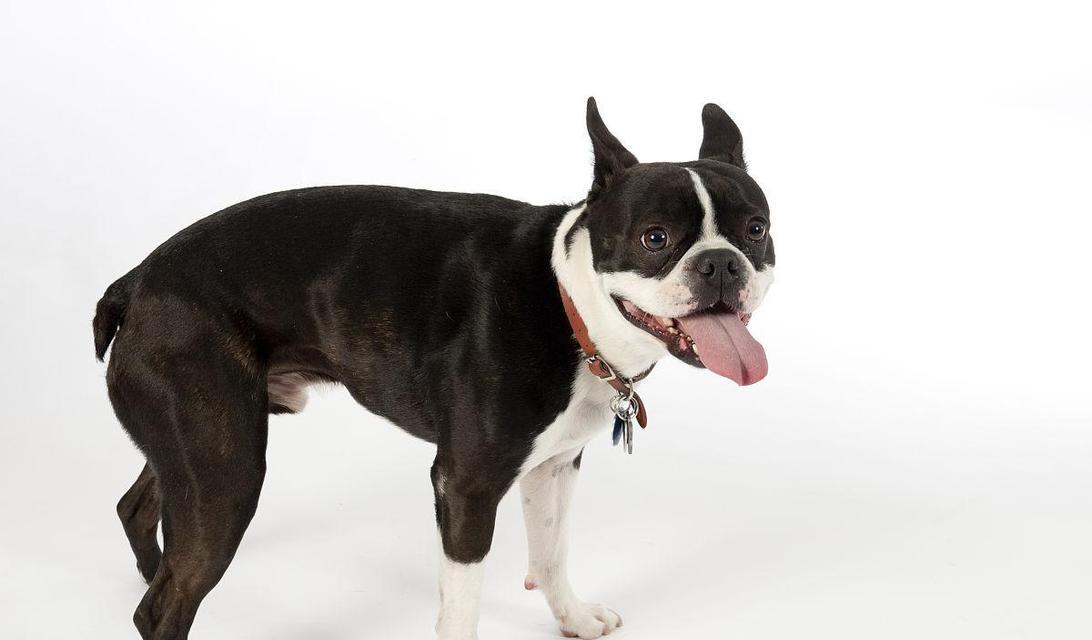 波士顿梗犬（了解波士顿梗犬的特点和魅力，让你爱上这个聪明活泼的品种）