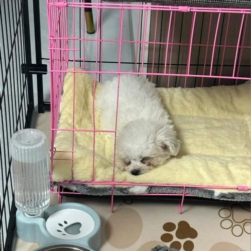 以养狗小妙招（简单有效的方法让你的狗狗告别鼻泪污渍）