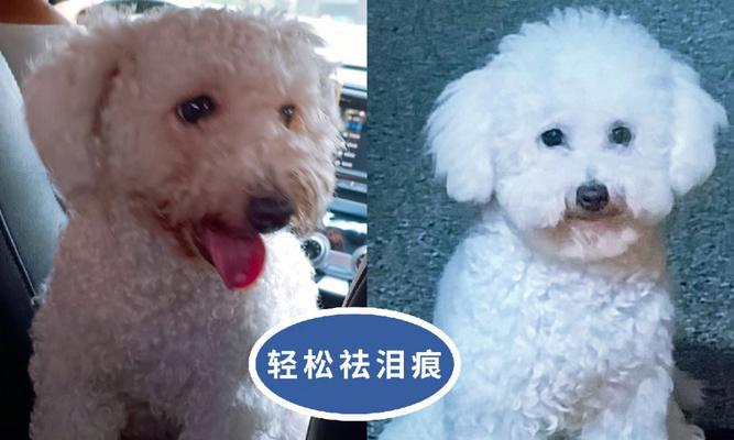 比熊泪痕问题解决方案（5个有效方法帮助缓解比熊泪痕）