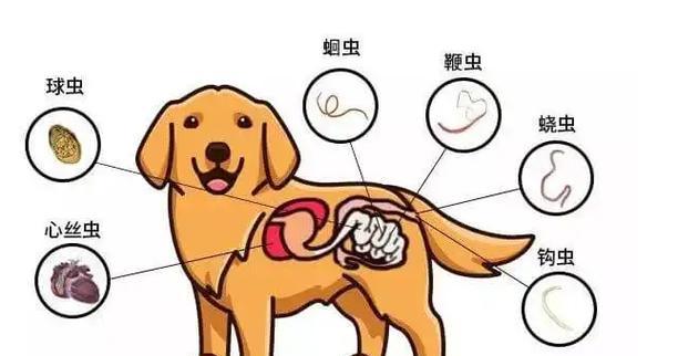宠物狗身上的寄生虫是多少？如何处理？（了解宠物狗身上的寄生虫种类及防治方法）