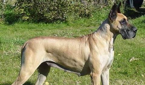 与大丹犬相伴（一辆车都装不下的巨型狗——了解大丹犬的特点和养护之道）