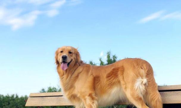 全国各地金毛犬价格大全（纯种金毛犬售价一览，了解你所在地区的市场行情吧！）