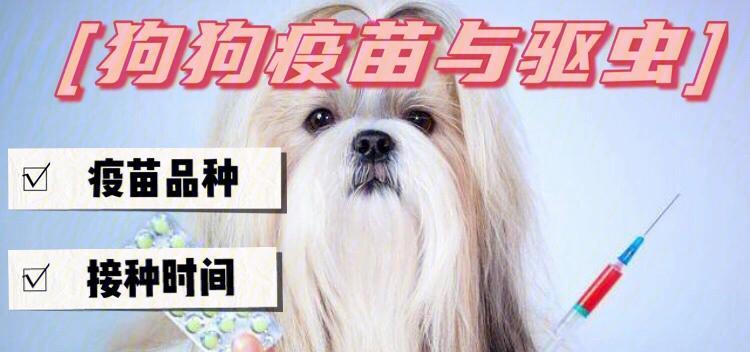 如何选择和打狗狗疫苗？（保护狗狗免受疾病侵害的关键措施）