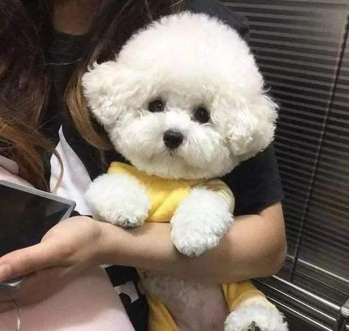 比熊狗的典型性格特点解析（探索比熊狗性格的五种典型类型及其关键特征）