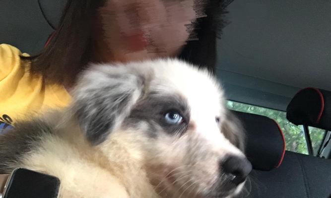 边境牧羊犬（探索边境牧羊犬的优点和魅力，你是否心动了？）