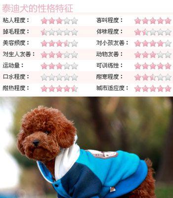 科学喂养泰迪从小到大的重要注意事项（细致关注，健康成长）