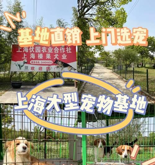 拉布拉多犬的价格一览（了解拉布拉多犬的市场价格，做出明智的购买决策。）