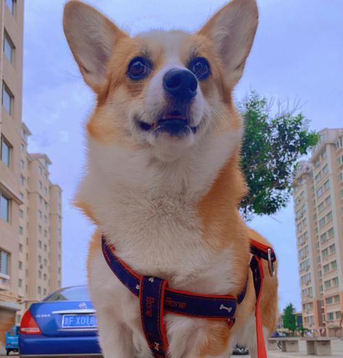 柯基犬的毛发换毛特点（柯基犬的掉毛情况和换毛周期）