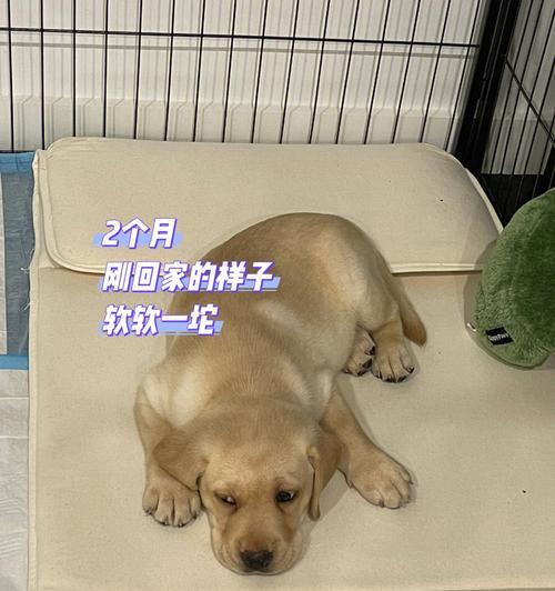 揭秘养拉布拉多的月度生活费用