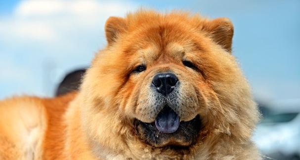 松狮犬不同阶段每天喂食合适的狗粮量（了解松狮犬喂食标准，让你的宠物更健康）