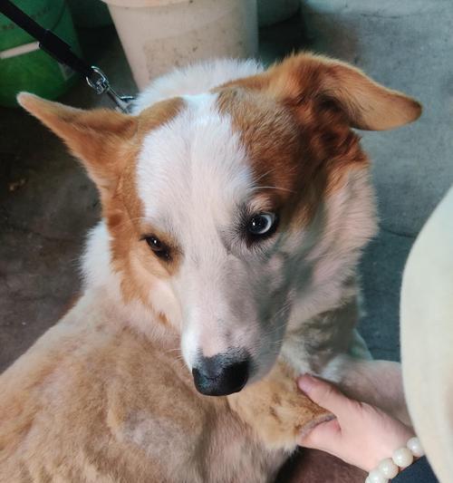 探秘哈士奇犬的价格与饲养须知（了解哈士奇犬的市场行情和健康要点）