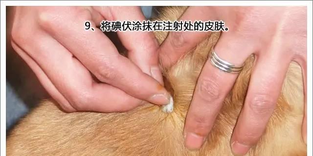 幼犬疫苗接种指南（注意事项及安全要求）