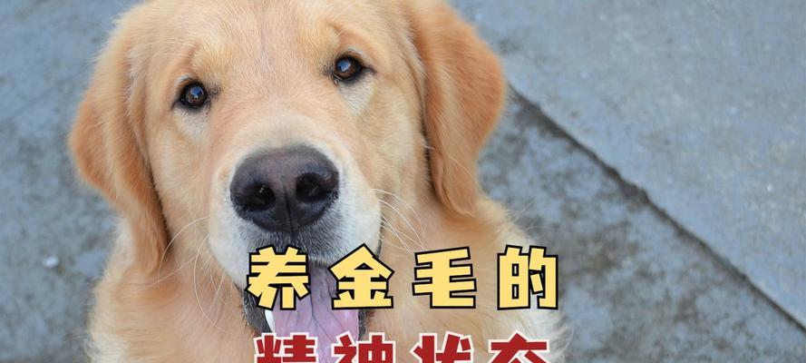 养金毛犬，一个月的开销是多少？（了解养金毛的花费，规划好预算才能照顾好你的宠物）