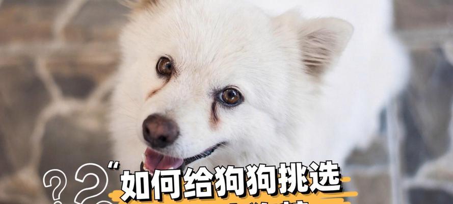 狗狗的饮食需求（米饭还是狗粮）