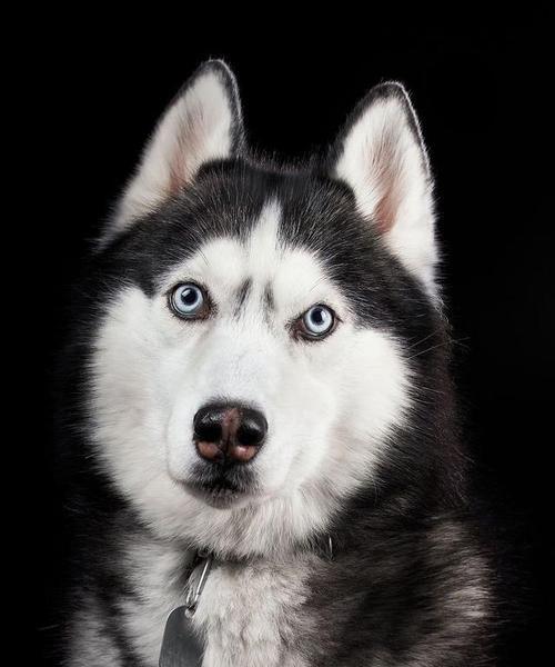 阿拉斯加犬价格的影响因素及与哈士奇的区别（了解阿拉斯加犬的市场价值与特点）