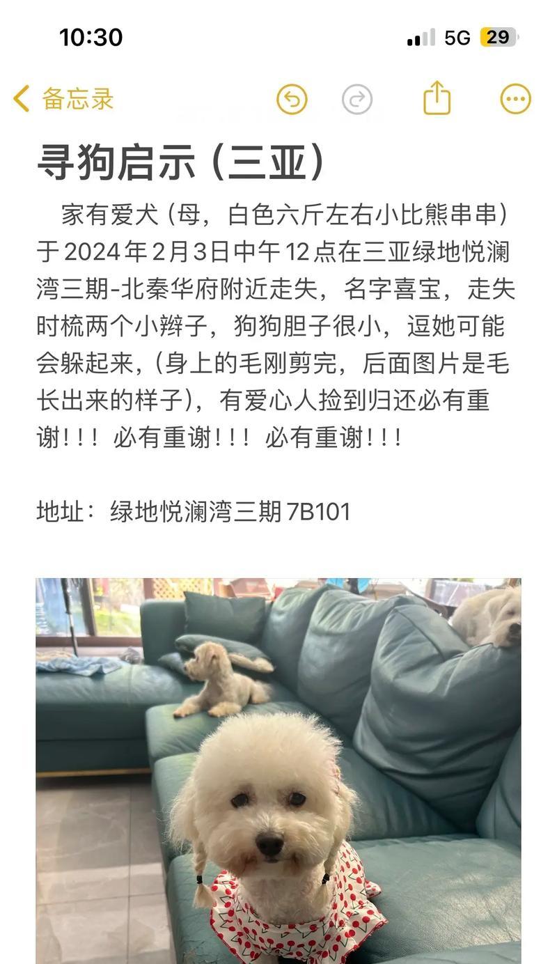 纯种比熊与串串比熊（比熊和串串的差异与特点分析）