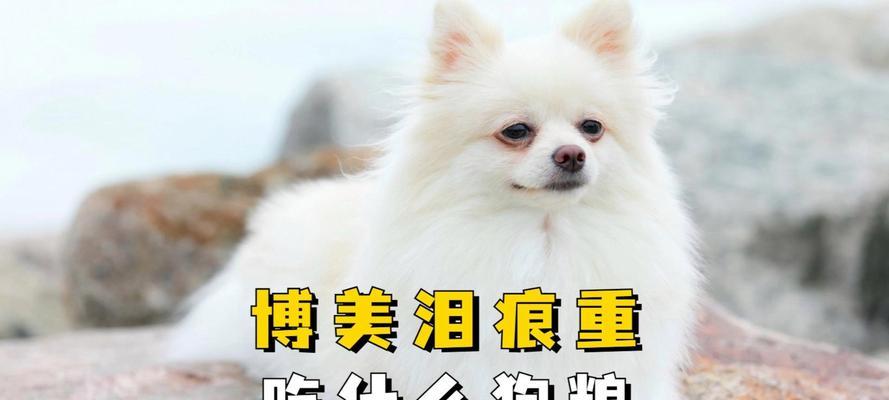博美的狗粮喂养标准（不同阶段的饮食要求及每日摄入量）