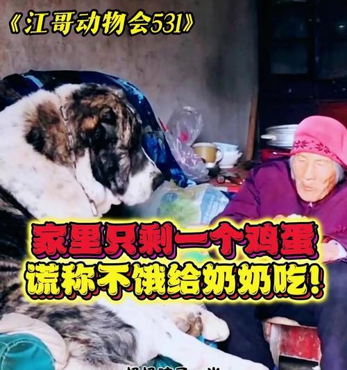 狗狗每天吃一个鸡蛋，对身体好不好？（探讨狗狗摄入每天一个鸡蛋的健康影响）