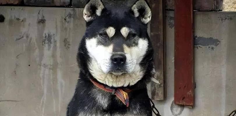 适合养育且价格实惠的狗狗品种（解析四种容易养活又经济实惠的狗狗品种）