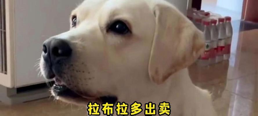 饲养拉布拉多的小技巧（全面了解拉布拉多饲养需求，让你成为优秀的主人）