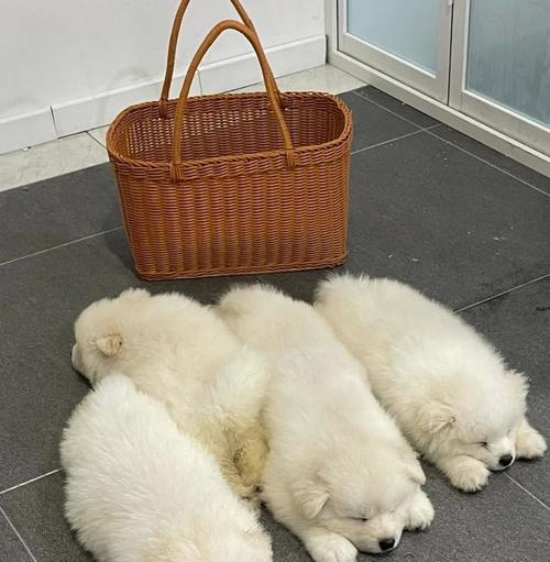 身价不菲的狗狗（探索犬界财富王子和公主们的奢华生活）
