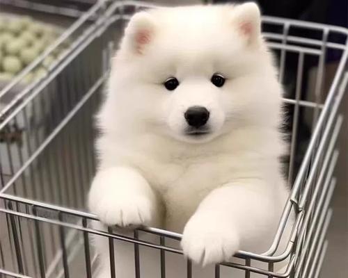 大白熊犬与萨摩耶的区别及如何鉴定大白熊犬纯种（探索两个受欢迎犬种的特点和鉴别纯种大白熊犬的方法）
