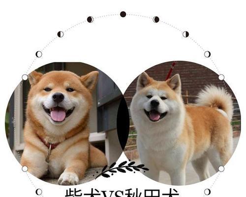 柴犬价格一览表，别买贵了！（附最新柴犬价格表，帮你省钱购买可爱的伙伴）