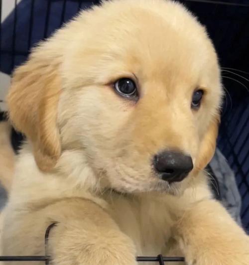 金毛幼犬的饮食管理知识大全（适合金毛幼犬的食物及饮食管理要点）