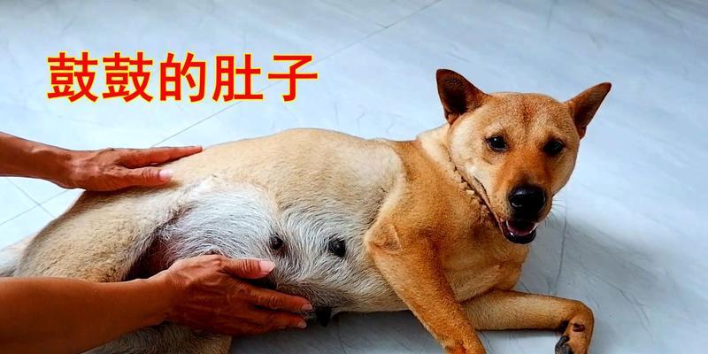 为何宠物学校赚钱多却少有人开？（揭秘宠物学校收费高的背后原因）