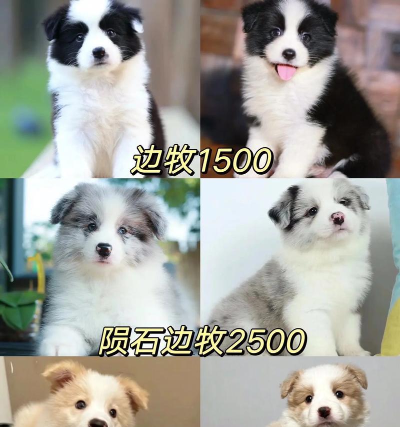 边境牧羊犬价格下降，但养犬人数却减少（探究价格下降背后的原因及其影响）