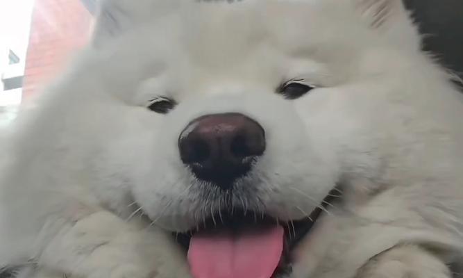 选择萨摩耶犬作为宠物的考虑（萨摩耶犬的大小和训练能力及）