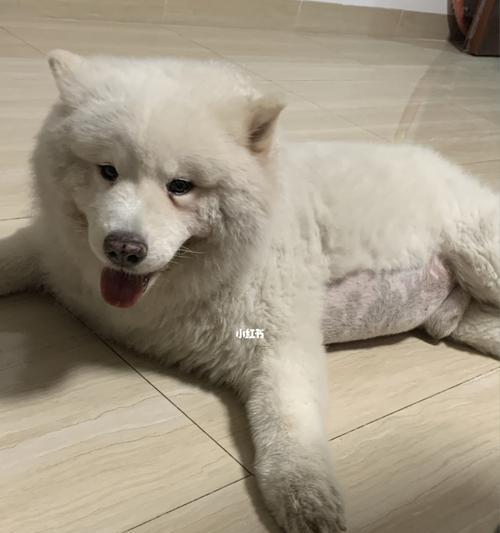 萨摩耶犬太胖该如何减肥？（萨摩耶犬减肥的方法和注意事项）