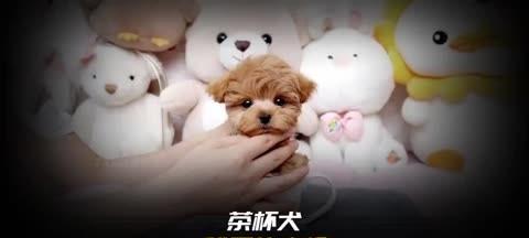 茶杯犬的价格和养殖费用详解（了解茶杯犬的价格，慎重选择你的宠物伙伴）