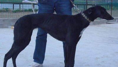 格力犬的性格特点与优势（了解格力犬的性格，选择适合你的宠物伴侣）