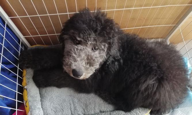 标准贵宾犬的价格（了解标准贵宾犬价格的关键信息）