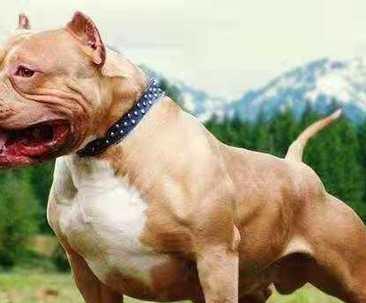 比特犬（探寻比特犬吸引人之处）