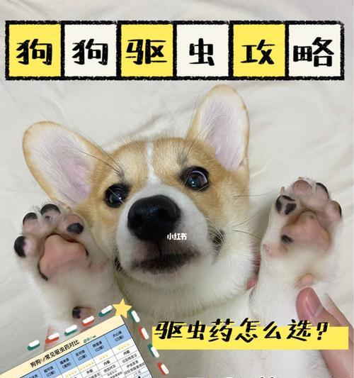 狗狗驱虫必知的注意事项（保护宠物健康有效预防寄生虫）